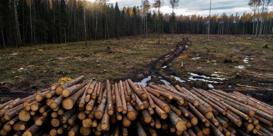 afskovning afskovning